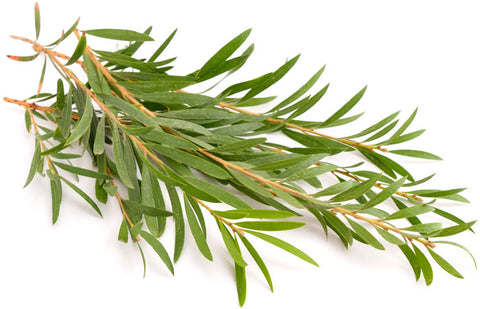 Tea Tree Oil Plant: Derived from the Australian plant, Melaleuca alternifolia, this powerful oil has been used for centuries as an antimicrobial, antifungal, antiviral, and antiseptic