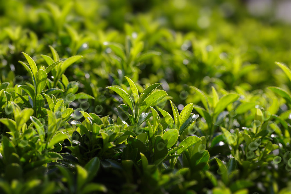 Tea Tree Plant Oil