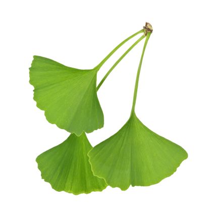 Ginkgo Biloba Extract.jpg__PID:29a21d87-10d8-46cd-b7b1-ca766d75cbb1