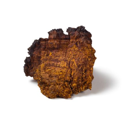 Inonotus obliquus (Chaga Mushroom Extract)