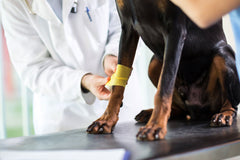 Dog Arthritis Treatment and Prevention