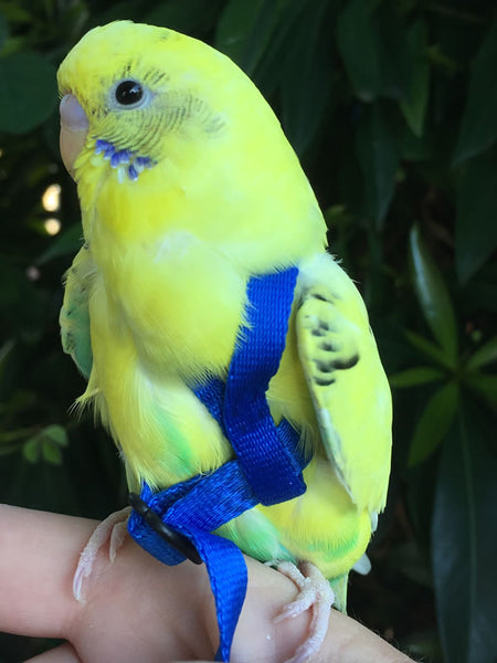 bird leash parakeet