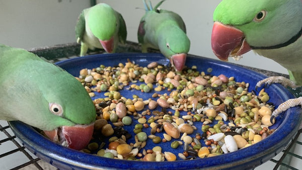 soaked seed for parrots