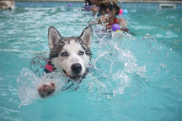 clean-pool-dog-bath