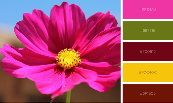 Magenta zinnia