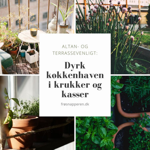 Dyrk køkkenhaven på altan og terrasse