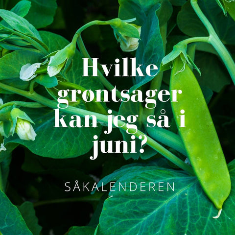 Såkalendere - hvilke grøntsager kan jeg så i juni?