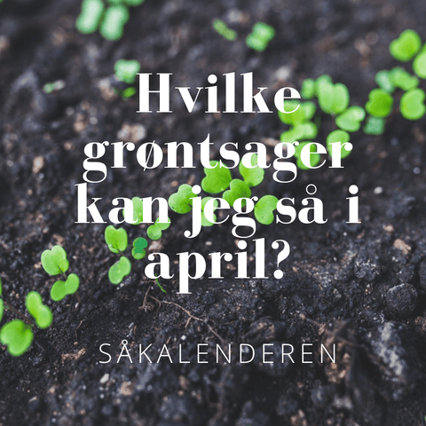 Såkalender - hvilke grøntsager kan jeg så i april?