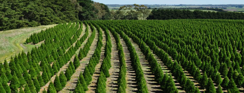 Trees on Farm