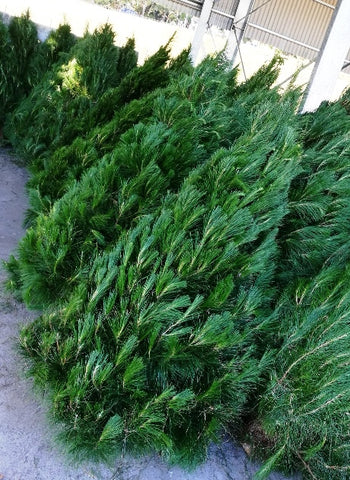 Christmas Trees