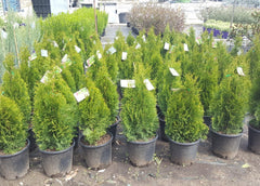 Thuja Smagard