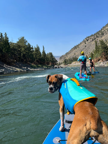A Boxer Dog on a Hala SUP in Montana