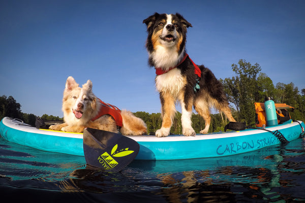 Dog SUP Paddle