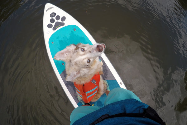 Dog SUP Paddle