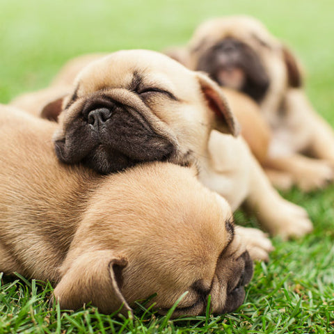 Sleeping Puppies