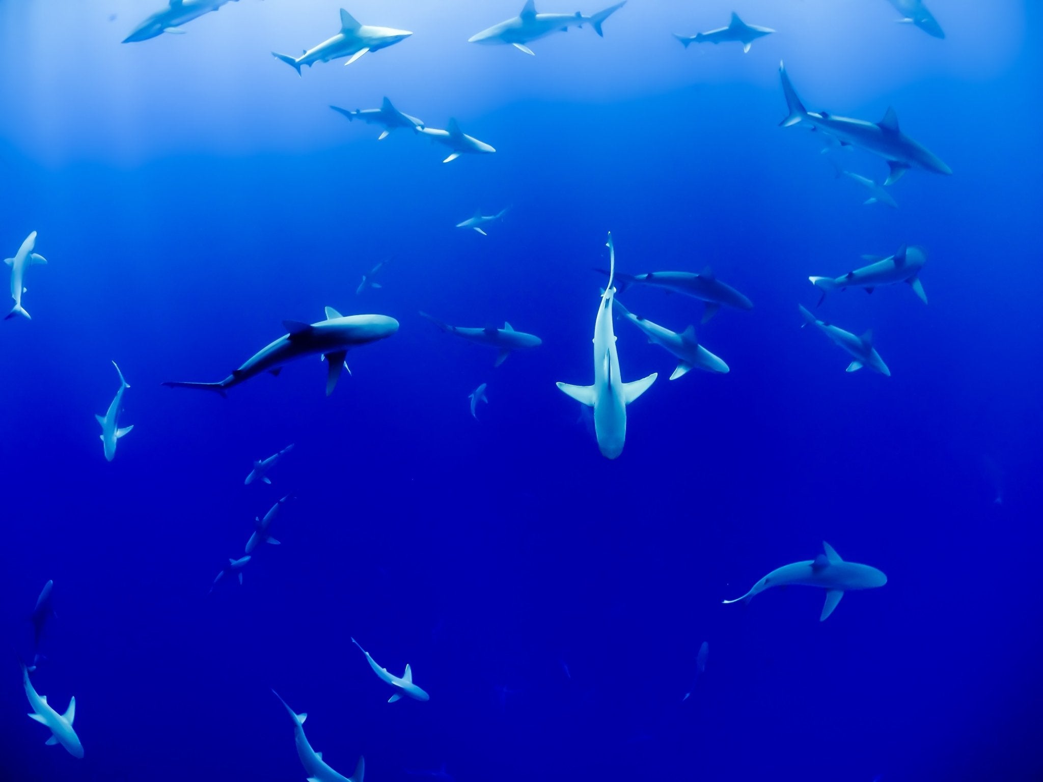 Blue ocean with a large number of sharks swimming beneath the camera