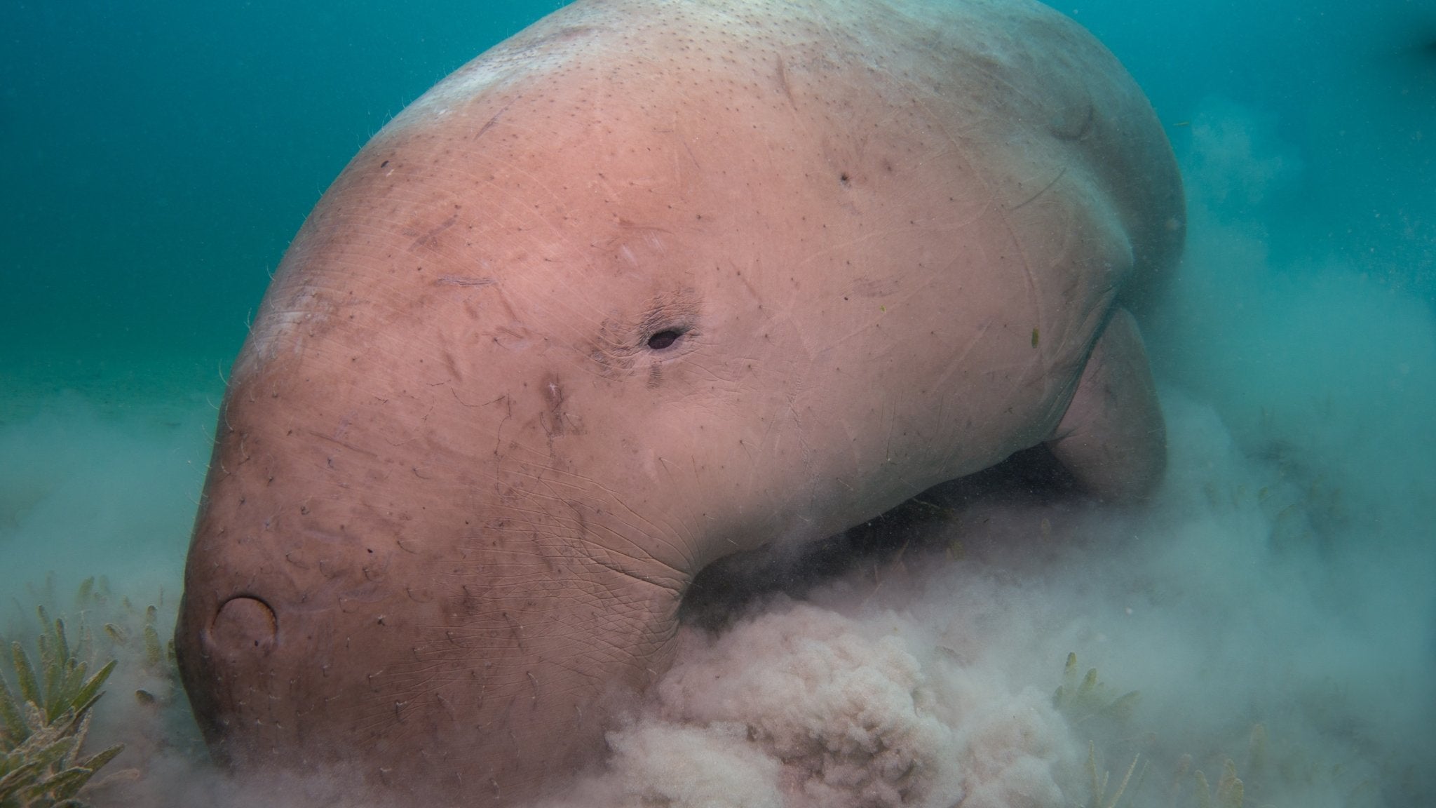 Image of a dugong swimming on the seafloor