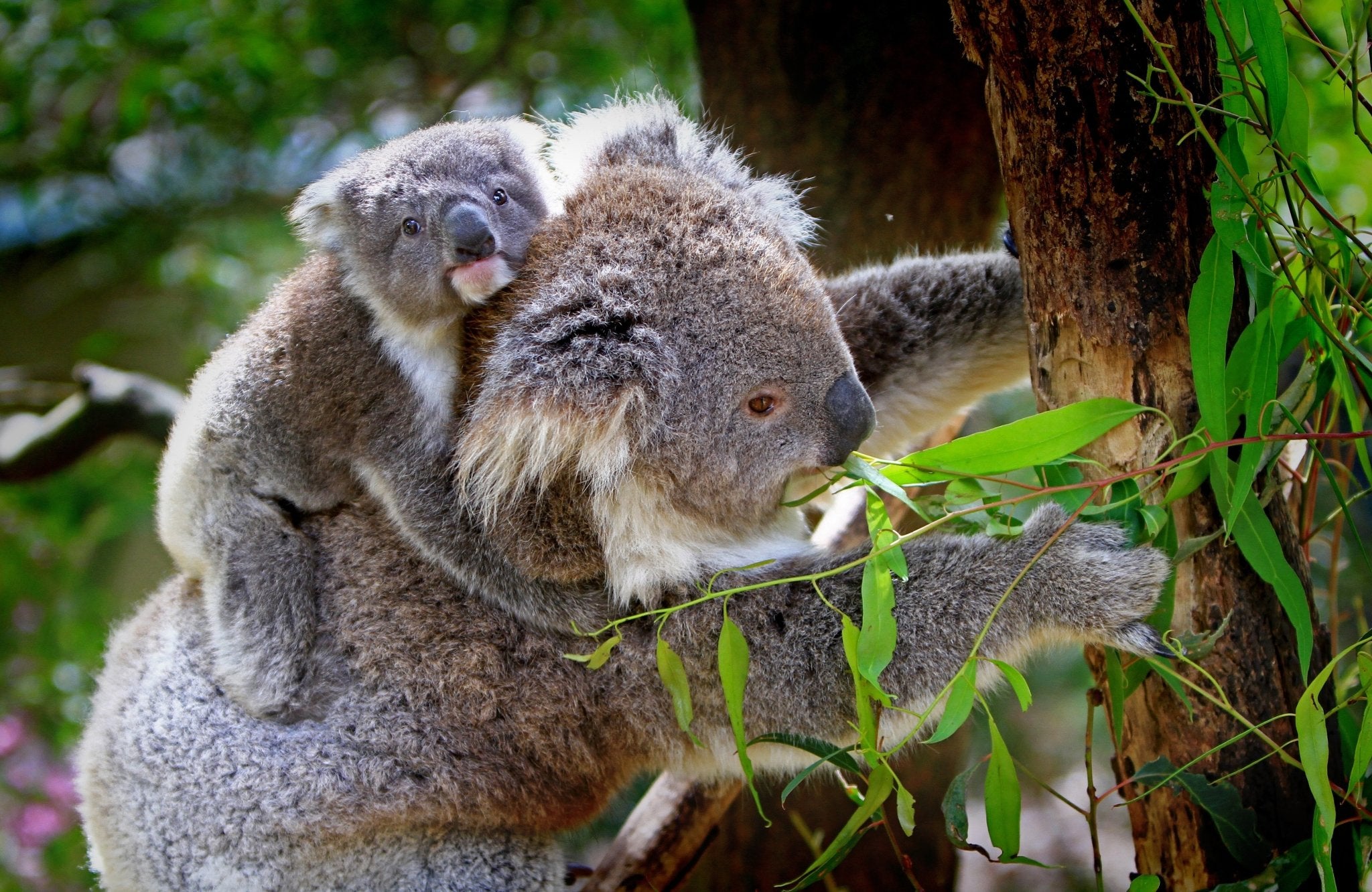 Koala bear with a baby on its back eating some plants