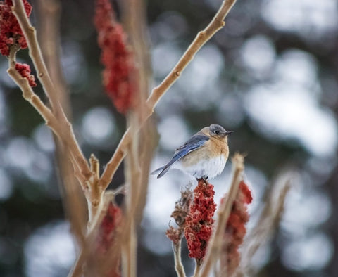 Sumac plant with bird on it