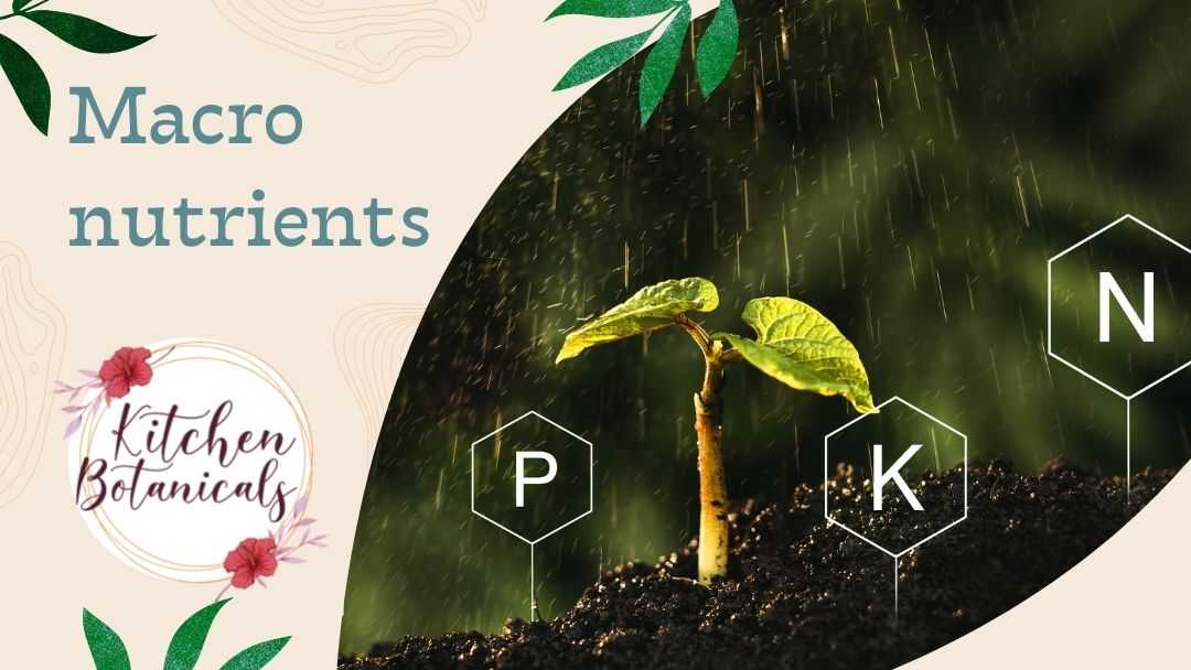 macro nutrients - understanding soil test results