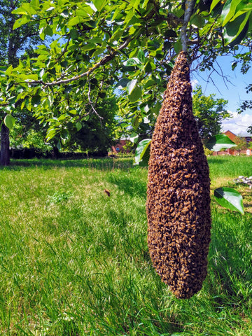 Bienenschwarm an einem Baum