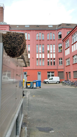 Bienenschwarm an einem Gebäude im Berliner Hinterhof