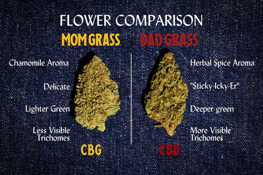 Dad_Grass_Mom_Grass_Blog_Flower_Comparison_Infograph_1024x1024.jpg?v=1643138630