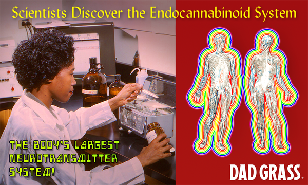 Photo of a scientist and a map of human body systems. Caption reads "Scientists discover the endocannabinoid system, the body's largest neurotransmitter system."