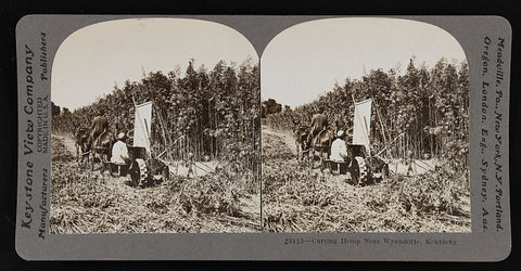 Hemp farm, Kentucky, 1920