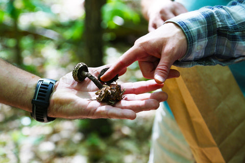 John Michelotti points at an “old man of the woods” mushroom during a Catskill Mountain mushroom walk.