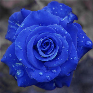 Sementes raras - Rosa Azul – Reflorestar