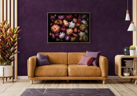 Chrysanthemums botanical print above displayed on a dark wall above a sofa