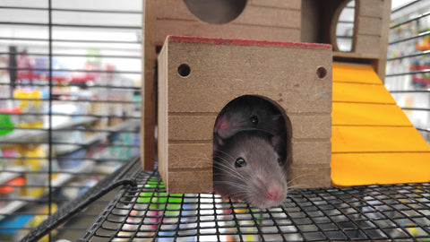 two rats in a wooden house