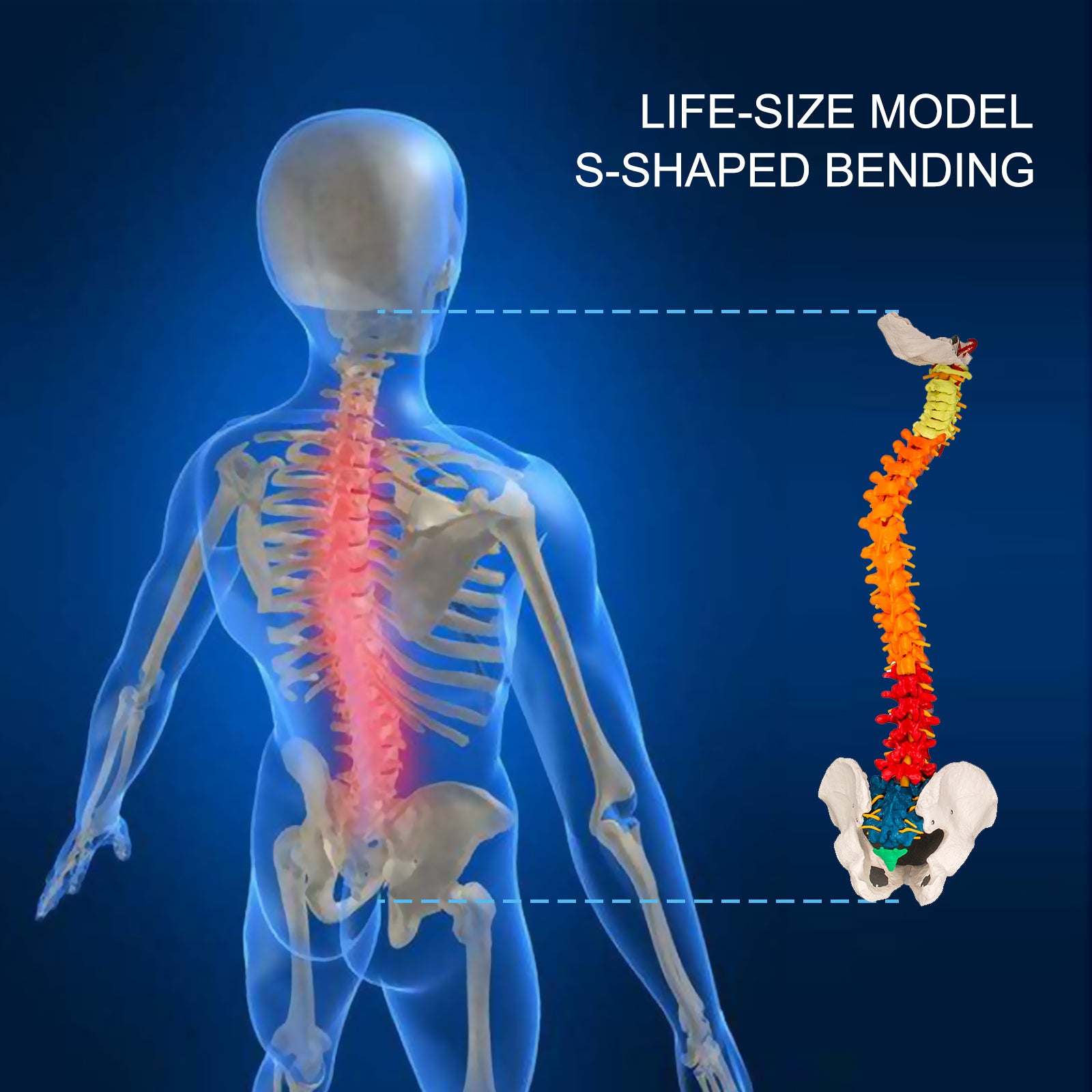 33 spine align