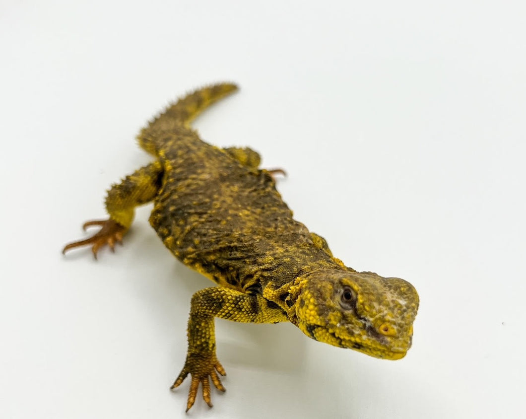 yellow uromastyx