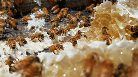 a colony of bees in a hive