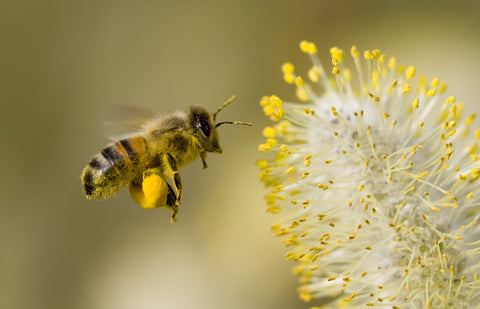 a honey bee flying up to a yellow flower