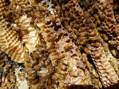 bees in a hive with propilis