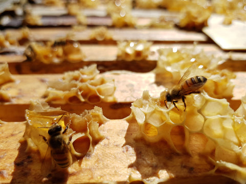 A closeup image of bees producing raw honey in the hive