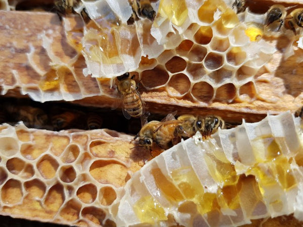 Close up of raw honeycomb with bees