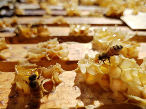 Bees adding nutrition to raw honeycomb