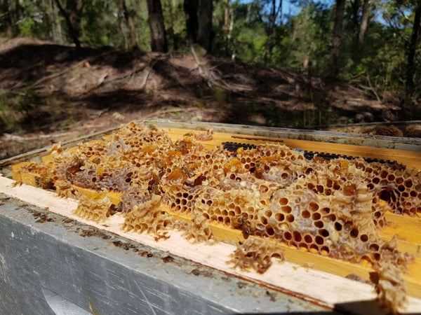 Bees in a large honeycomb