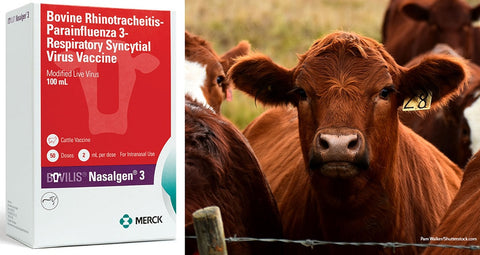 mRNA Vaccines in Cows