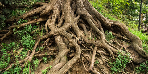 Grounding roots