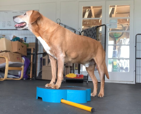 Wolly standing on a platform getting ready to do pivots as part of his senior dog fitness program