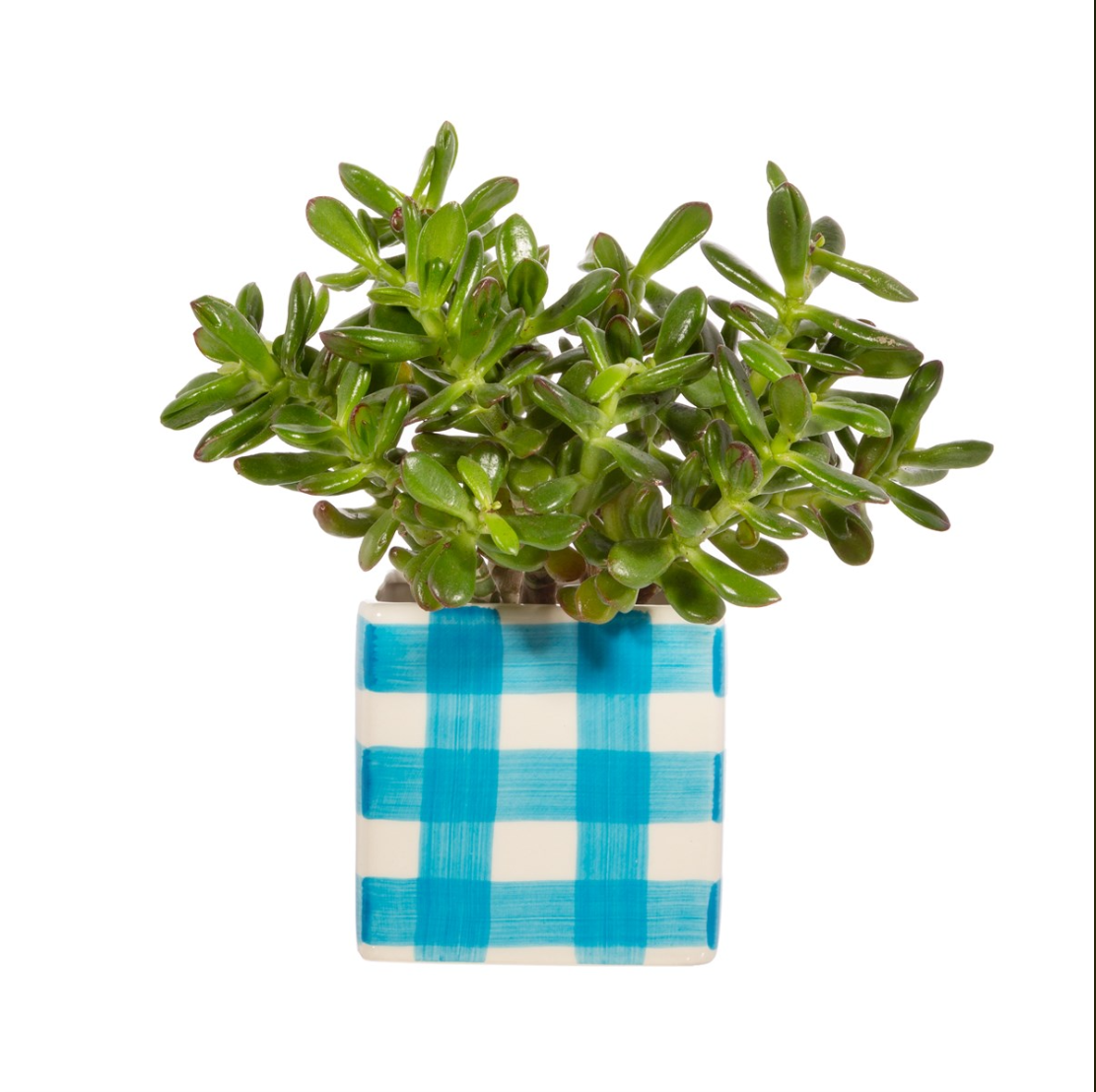 S & B | Gingham Planter | Blue