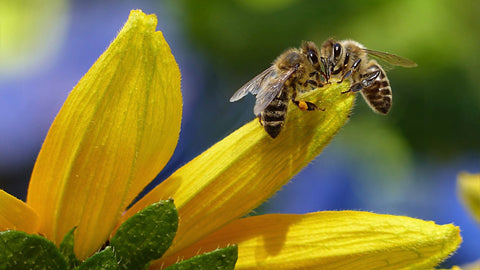 How do bees help us to stay alive? - Guest Blog