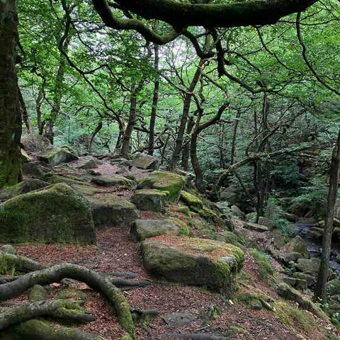 Padley Gorge Peak District