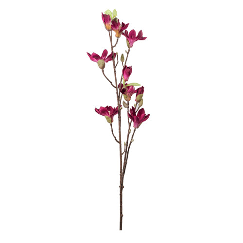 Mini Magnolia Burgundy — The Garden