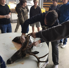 A recently harvested deer head and rack are prepared by students to be cleaned and mounted. 